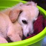 DONATE HERE – Animal Love Rescue Center