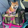 Roverlund Code: HACHI20