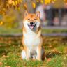 ShibaInu.Co Merch