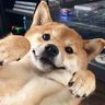 Hachi’s Amazon Faves