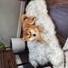 PupRug by Paw.com™ Faux Fur Orthopedic Dog Bed