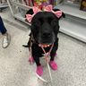 Wag Wear (“crocs” and boots)