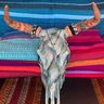 Cow-Skulls