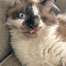 MeowAF Video