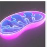 Quantum Nutrition & Leptin Course