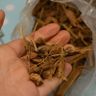 Bark Tanning Skins into Leather for Taxidermy – A Sustainable, Natural and Non-harmful Alternativ...